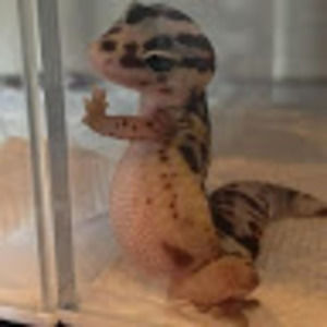 Meet your Posher, Celia